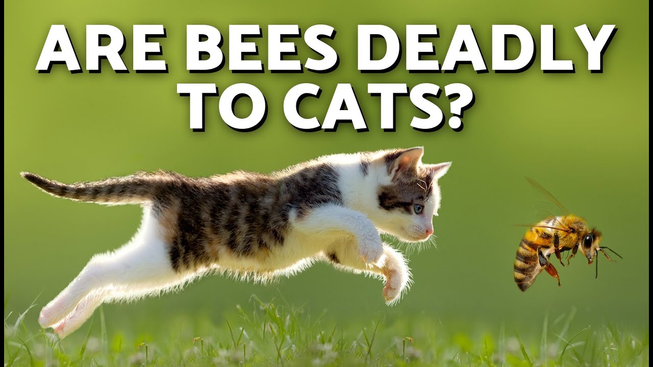 My CAT Was STUNG by a BEE 🐝😿 Symptoms and First Aid for BEE STINGS