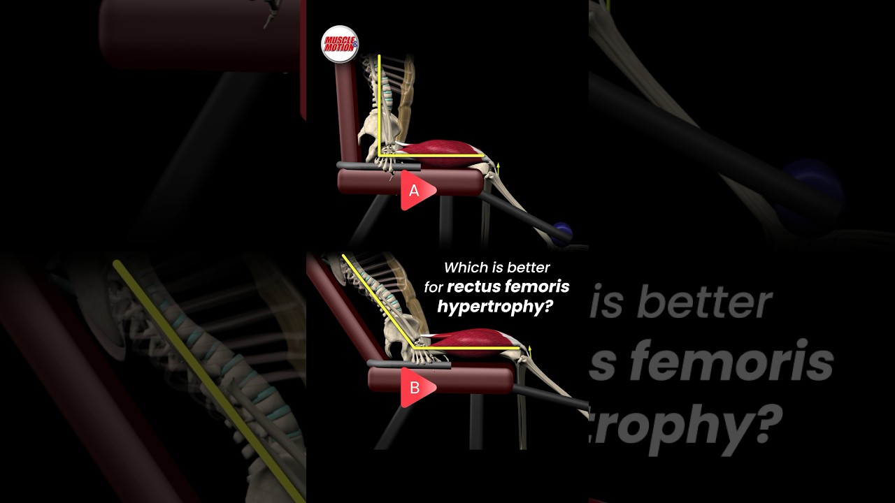 Which is better for rectus femoris hypertrophy?