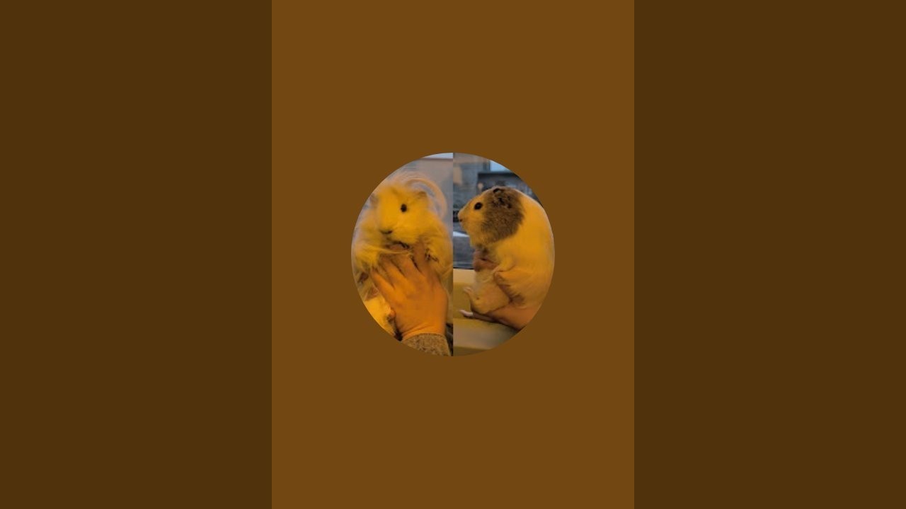 Teddy & Frocky is live