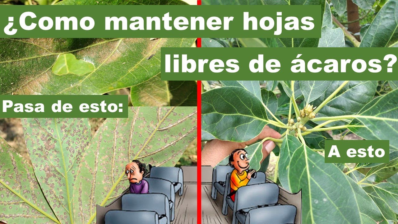 Control efectivo de araña roja y cristalina | Productos autorizados para aguacate