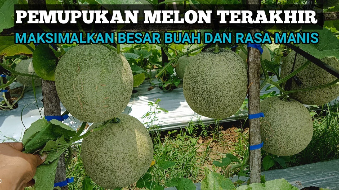 PEMUPUKAN MELON TERAKHIR UNTUK PEMBESARAN BUAH DAN MENAMBAH RASA MANIS #amandatavi