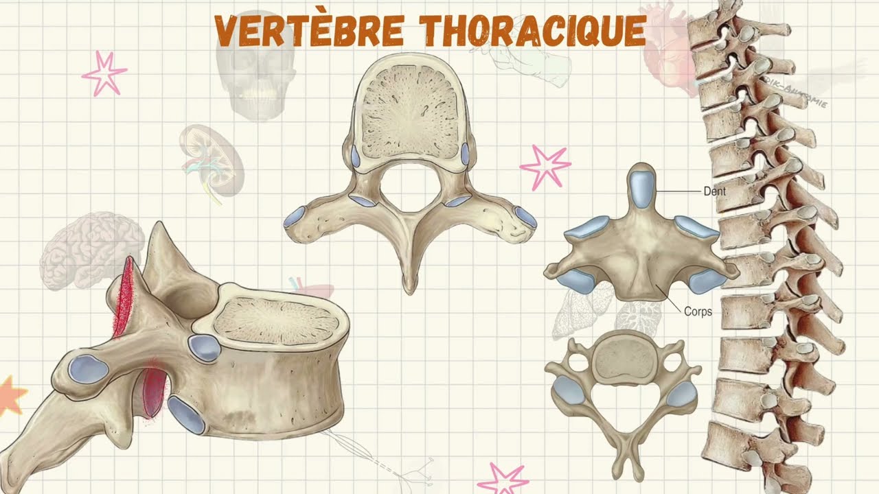 VERTÈBRE THORACIQUE [6] | ANATOMIE DU CORPS HUMAIN | ANATOMIE DESCRIPTIVE #thoracic #anatomie