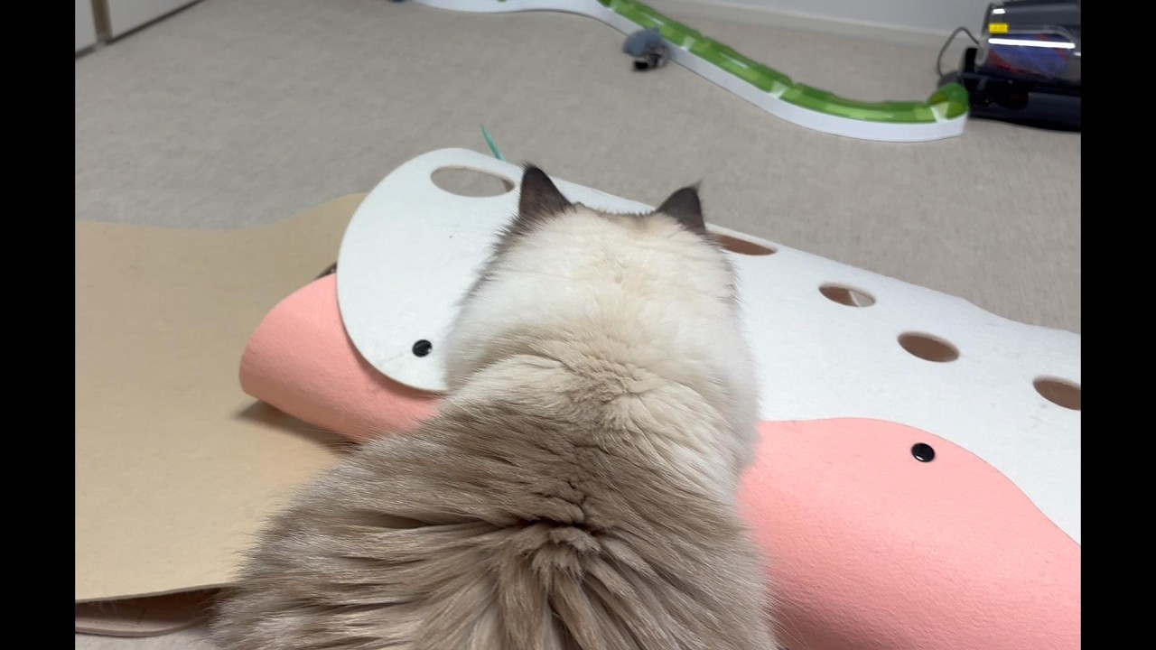 대왕 깃털에 환장하는 일단이 (26.03.19)