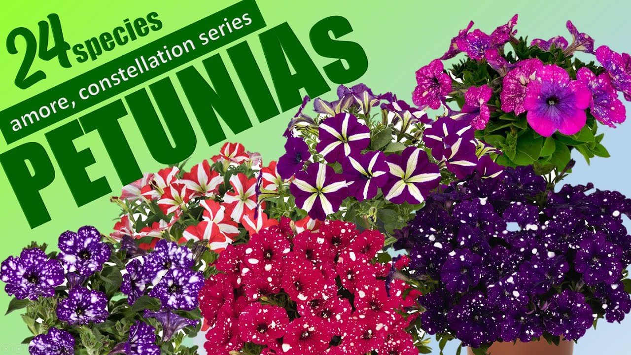 24 PETUNIA SPECIES - AMORE, SURPRISE SPARKE & CONSTELLATION SERIES | HERB STORIES