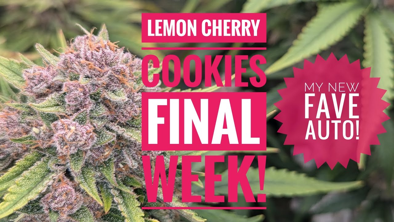 Lemon Cherry Cookies @FastBudsGenetics ALL PURPLES?! My New Fave!