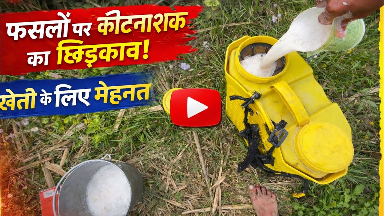 फसल बचाने के लिए आखिरी कोशिश 😢 | कीटनाशक का छिड़काव | Farmer Life Reality”