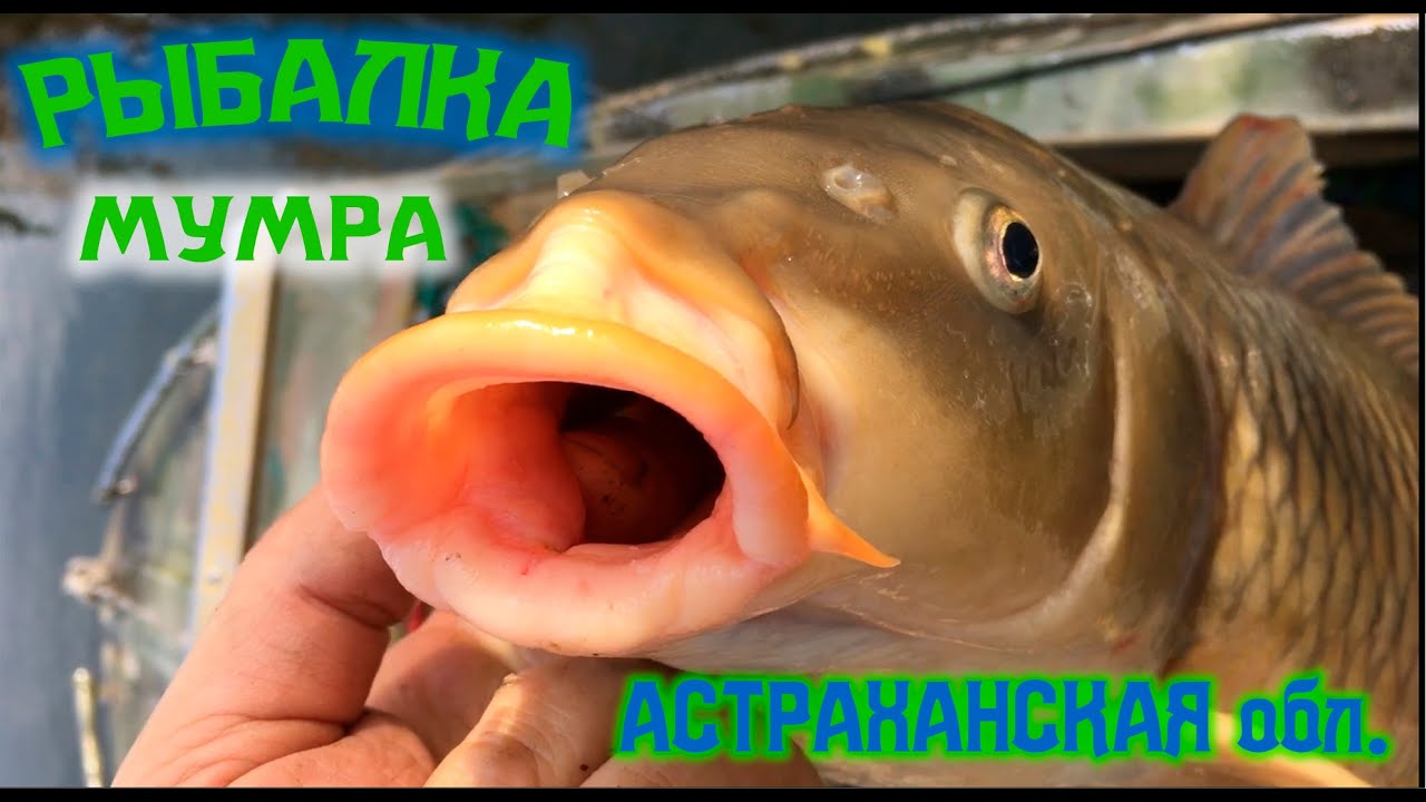 РЫБАЛКА в АСТРАХАНСКОЙ обл., ОКТЯБРЬ 2021г. Поселок Мумра. Сазан и Сом ... Макуха. Монтаж снастей