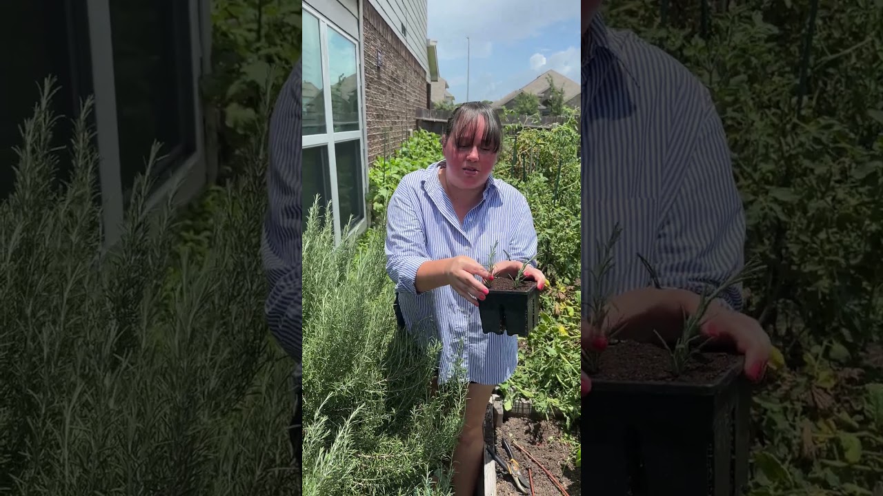 Tip Tuesday: Unlimited Rosemary 🌱 #urbanhomestead #tiptuesday #gardening #gardeningtips #gardentip