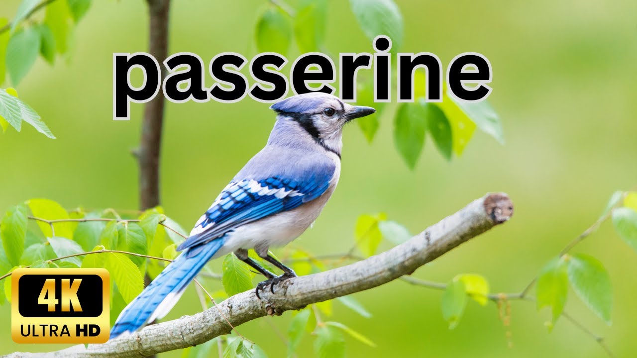 Wings of Elegance: Passerine Birds in Ultra HD. #birdwatching #thehowtoacademy #4kbirds #4kvideo