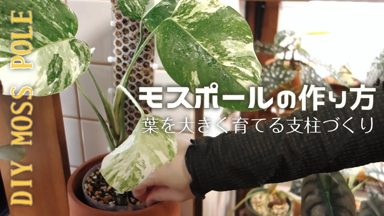 【観葉植物】モスポールの作り方丨植物を大きく育てる支柱づくり丨モンステラの植え替え丨Monstera 丨DIY Moss Pole丨 house plants🌱