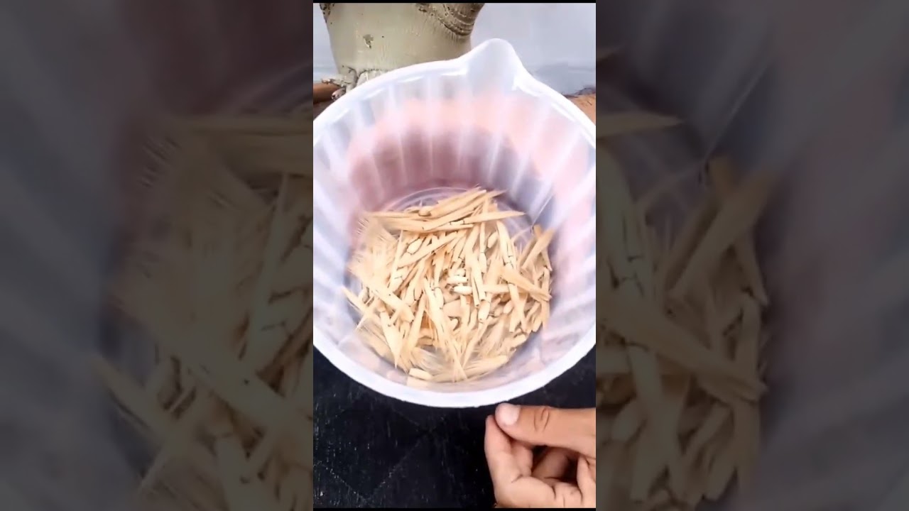 Unique adenium seed harvesting #AdeniumSeedMagic#SeedHarvestAdventure#DesertRoseSeeds#BotanicalBount