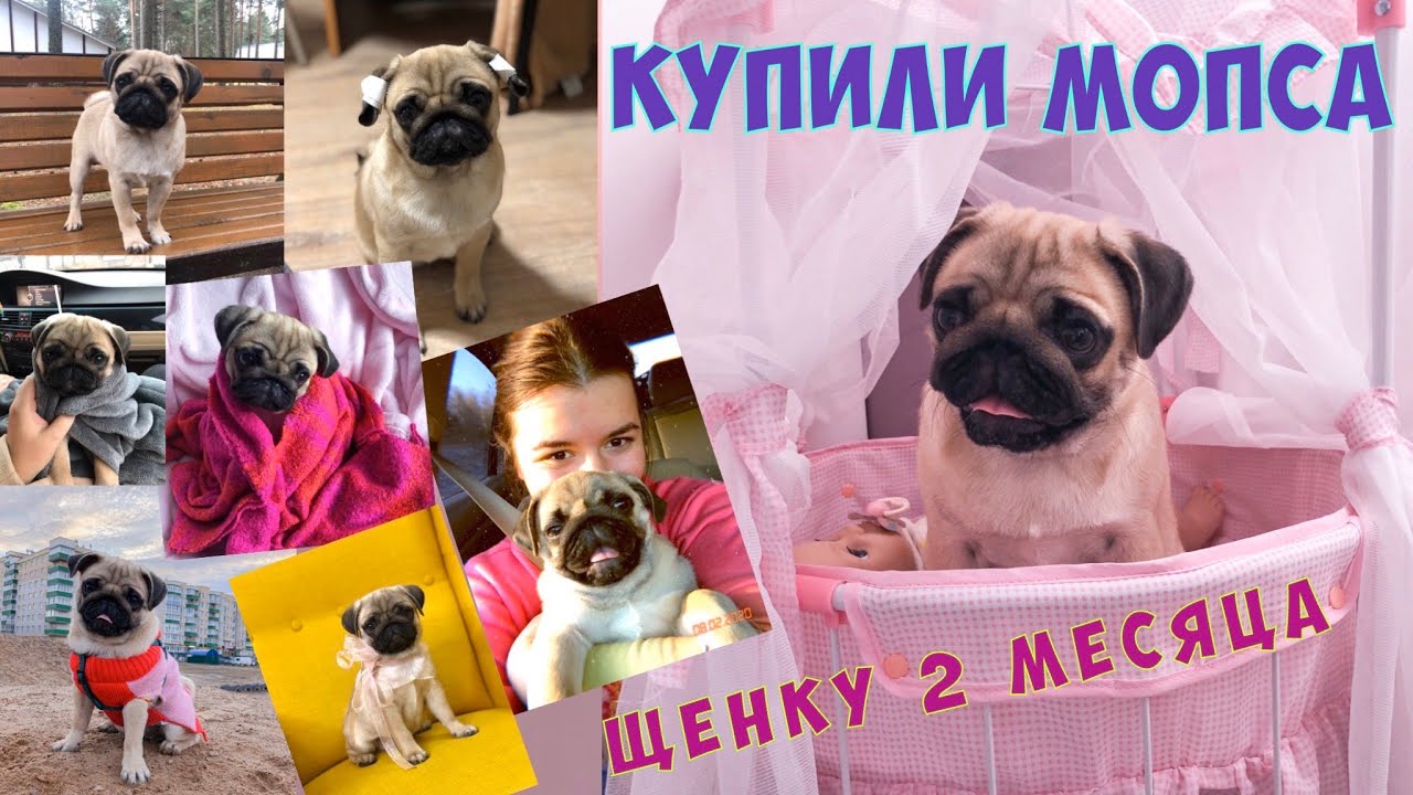 ❤️Купили мопса Грейси❤️Первый день в семье 😍