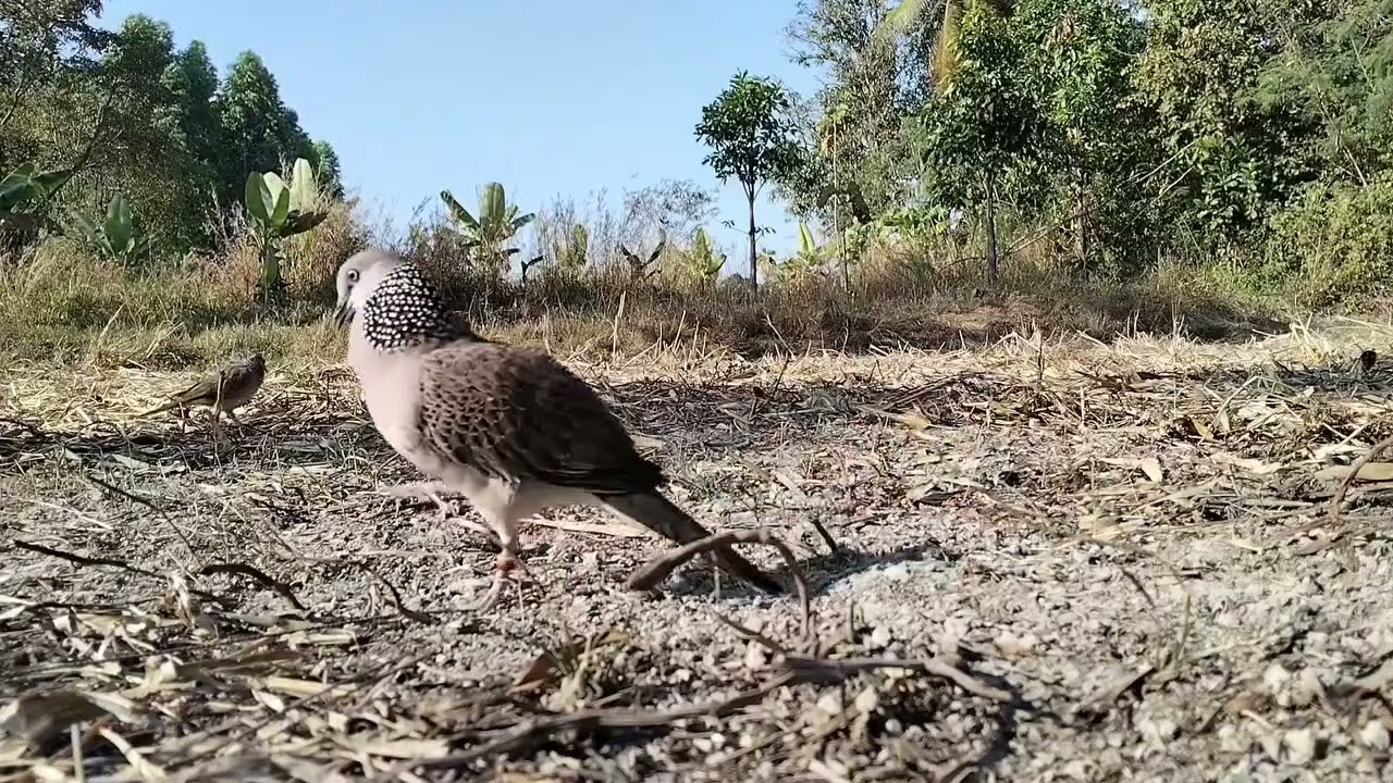 Dijamin burung macet bunyi langsung nyaut..#pikatanburung #derkukul #terkukur #tekukurliar 