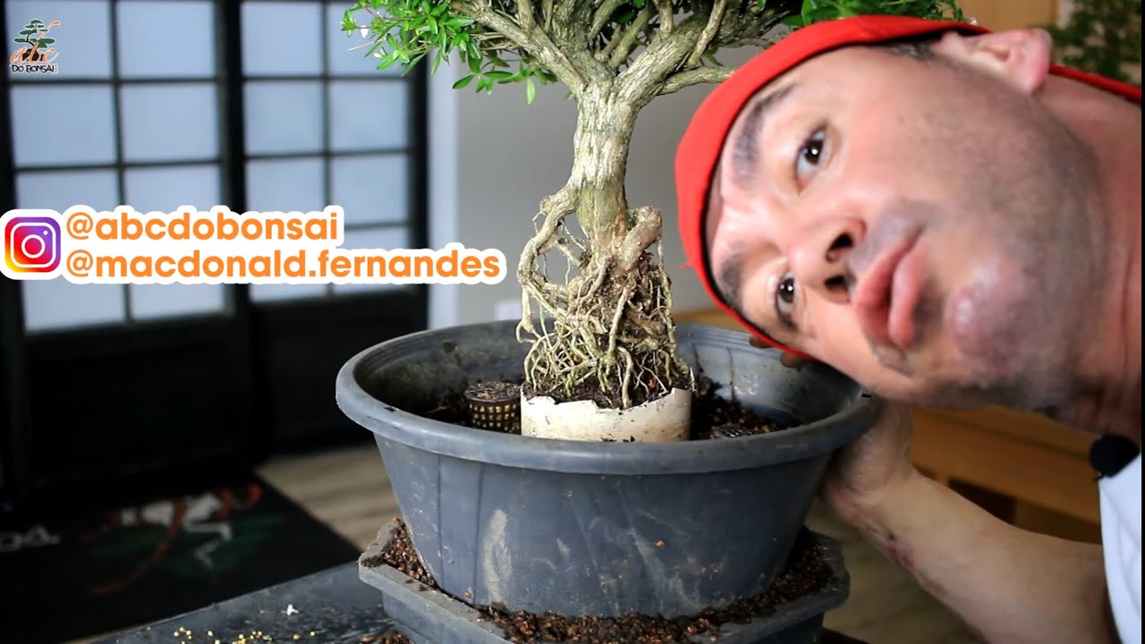 MISSÃO QUASE IMPOSSÍVEL- BONSAI RAÍZES EXPOSTAS PARA INICIANTES