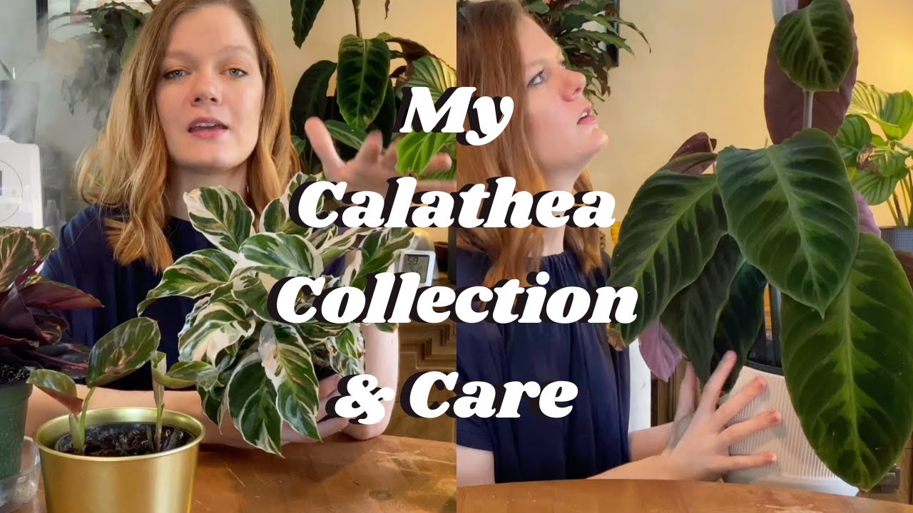 Calathea Collection & Care  ||  10+ Calathea Varieties  || 2020 ||  Fussy... or Misunderstood?