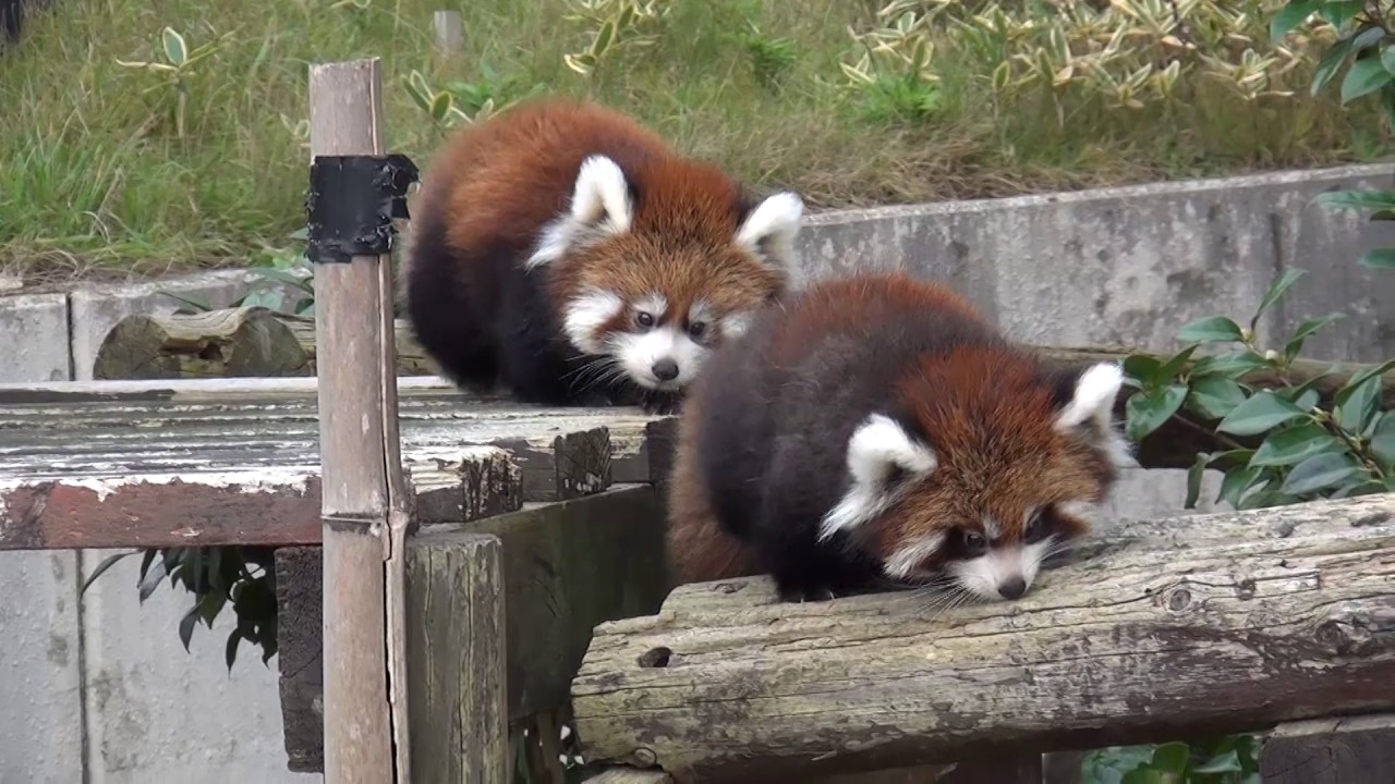 16.10 大森山動物園 レッサーパンダの ゆり 小百合 ケンタ