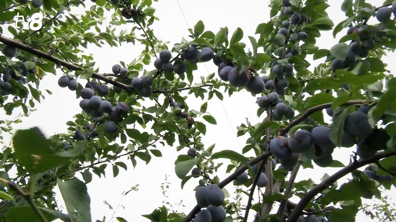Afacere cu prune la Nisporeni. Vasile Gorceac exportă peste 200 de tone de prune uscate în UE