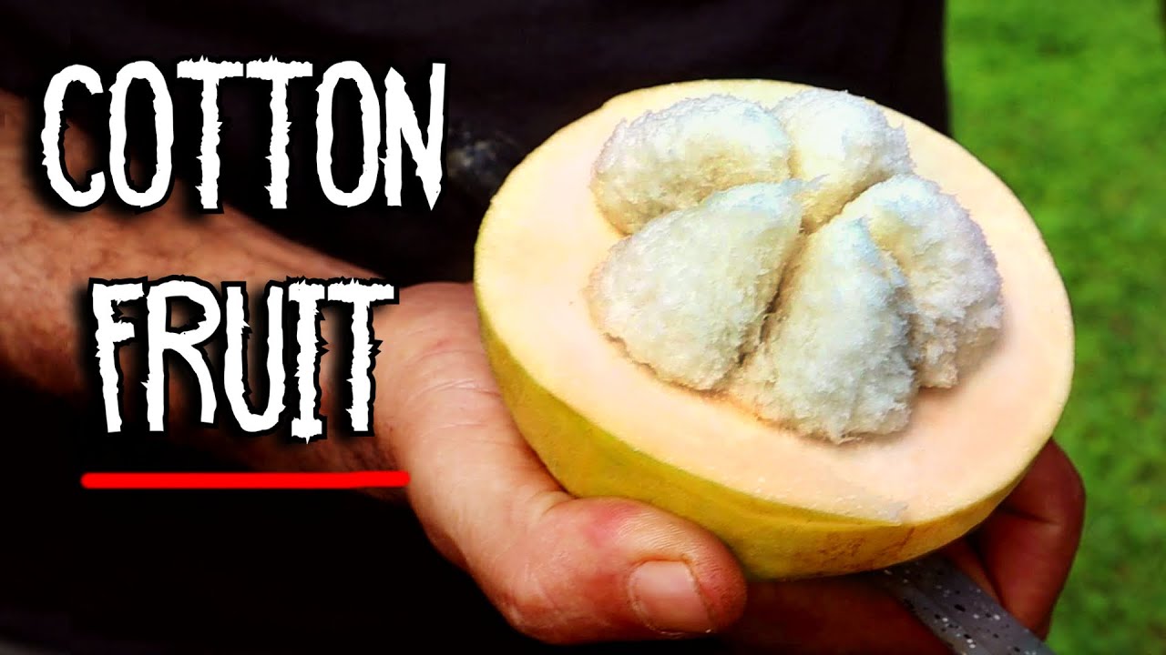 It's Sweet. It's Savory. It's COTTON FRUIT. (Comparing Santol Varieties)