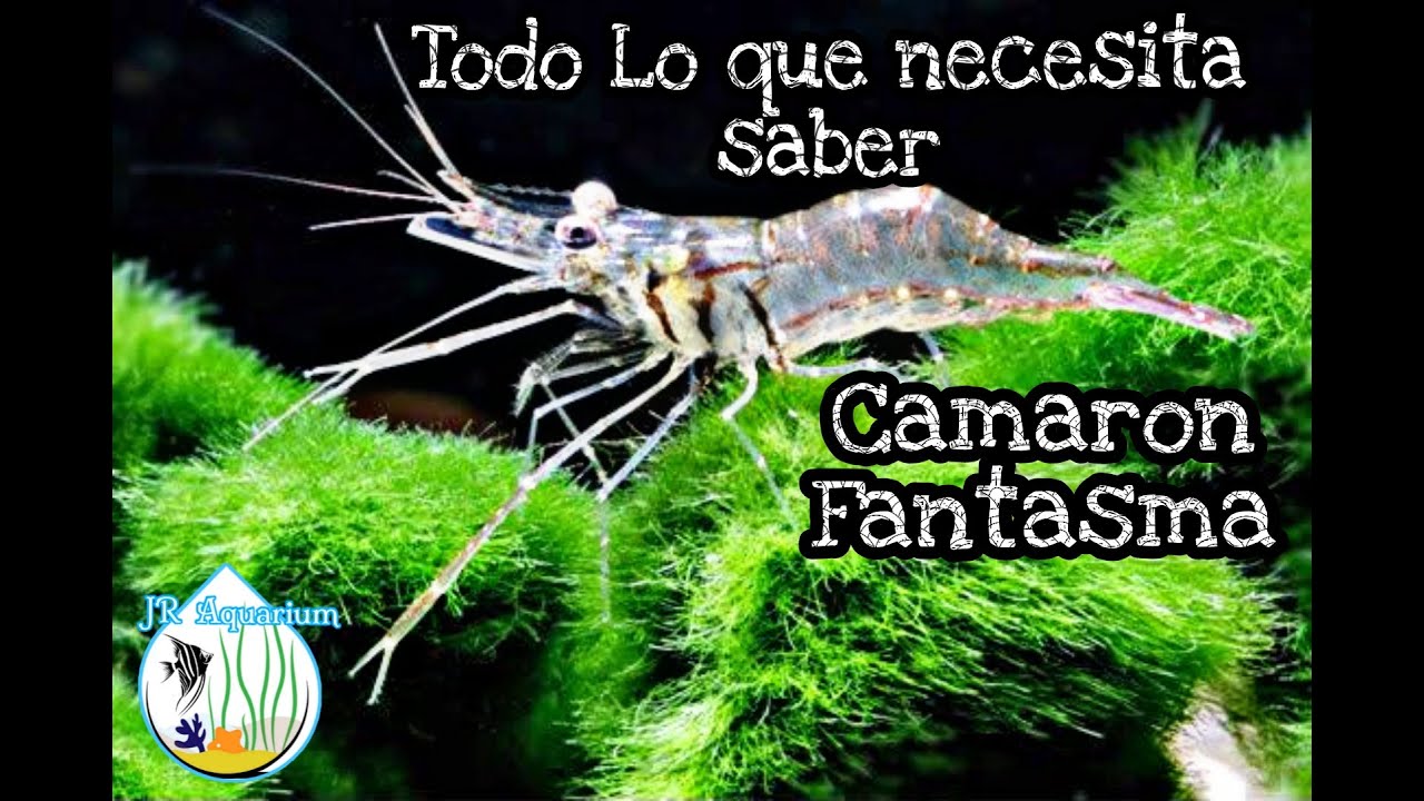 Camaron Fantasma (Ghost Shrimp) Lo que necesita saber sobre su cuidado, alimentacion y reproducion!