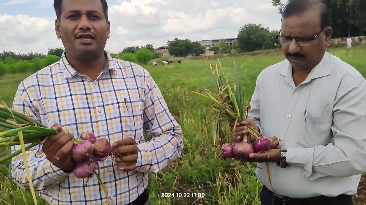 Rabi onion var Bhima shakti, bulb quality produced at seed unit, UHS Bagalkot in 2024