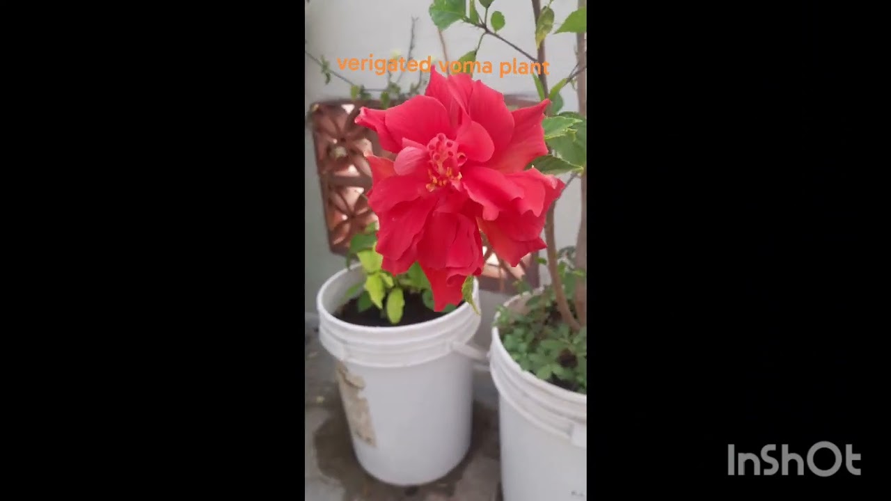 New plants blooming..orrange,Blueberry and mango full bloom this year...happy
