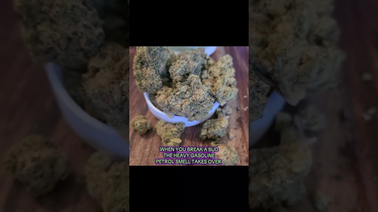 Supreme Diesel - Green Karat SD #medical #cannabis #uk #alternaleaf #curaleaf #review #educational