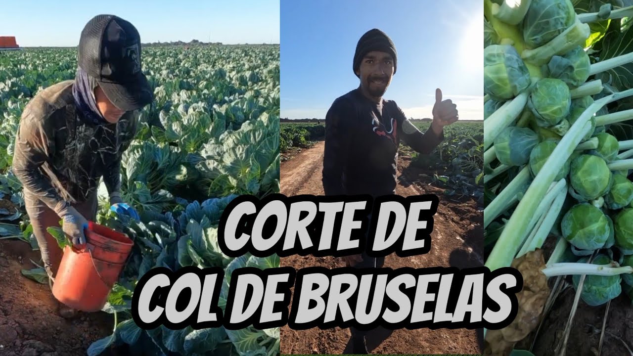 Así es el corte de col de Bruselas en MR. Duke / Villa Juárez, Sonora ✔️💚🥬