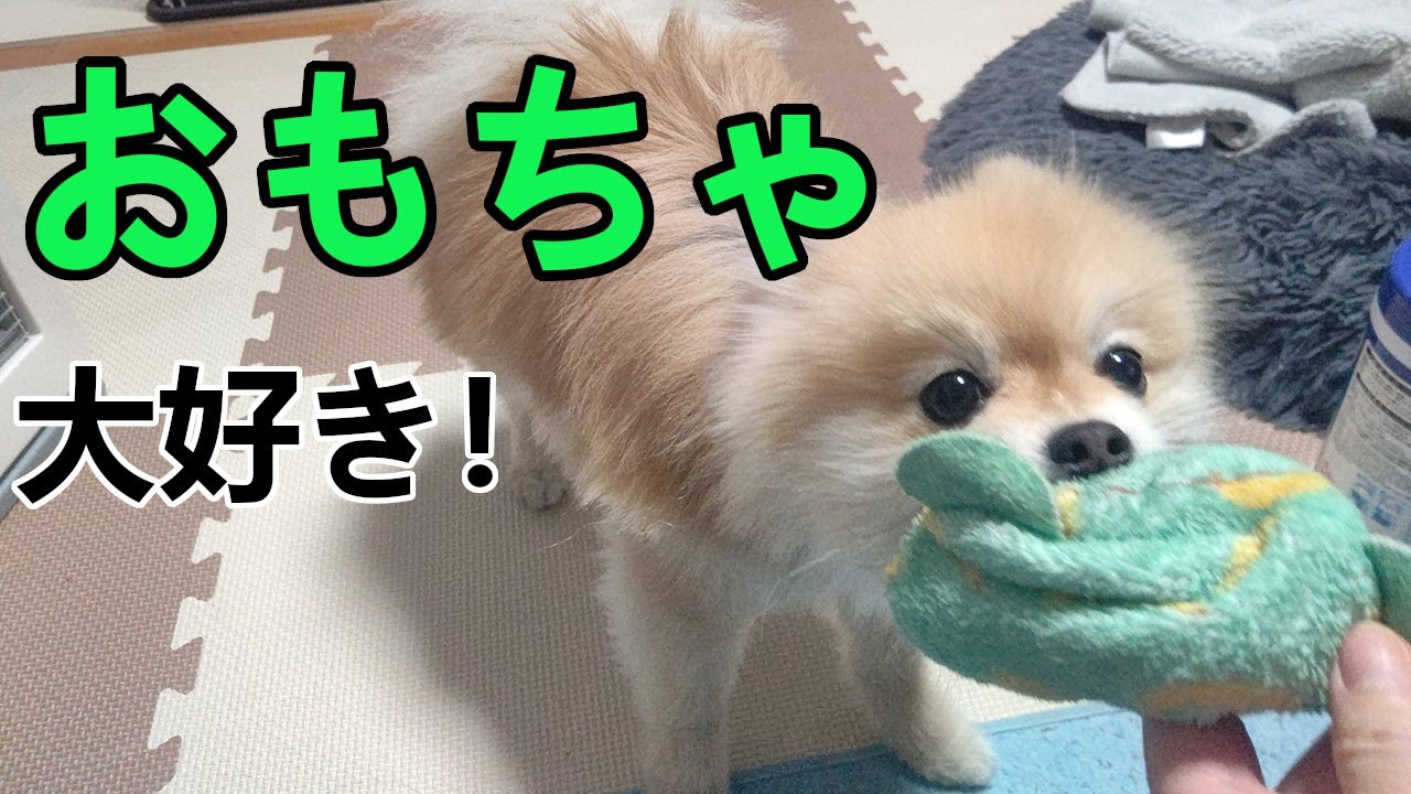 久しぶりにお気に入りで遊ぶ！【陸の日常 No.278】