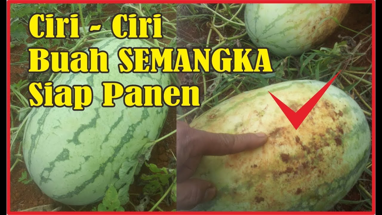 Ketahui Ciri-ciri Buah Semangka Siap Panen