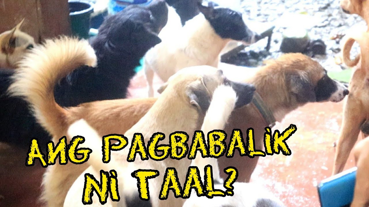 NAG REINCARNATE SI TAAL? | NAGPASIKAT SI MILO SA PAWSSION PROJECT