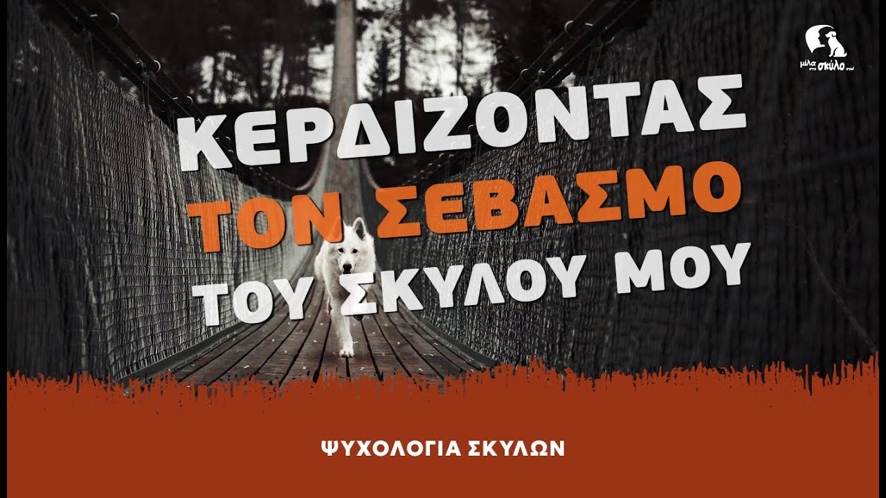 ΨΥΧΟΛΟΓΙΑ ΣΚΥΛΩΝ #9 - Πώς να κερδίσω τον σεβασμό του σκύλου μου - ΜΙΛΑ ΣΤΟ ΣΚΥΛΟ ΣΟΥ