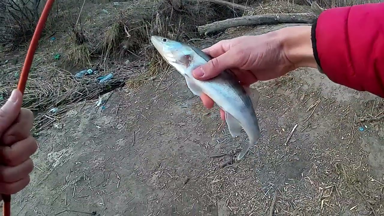 Рыбалка на СПИННИНГ / Твичинг и Отводной / Окунь, Щука, Судак