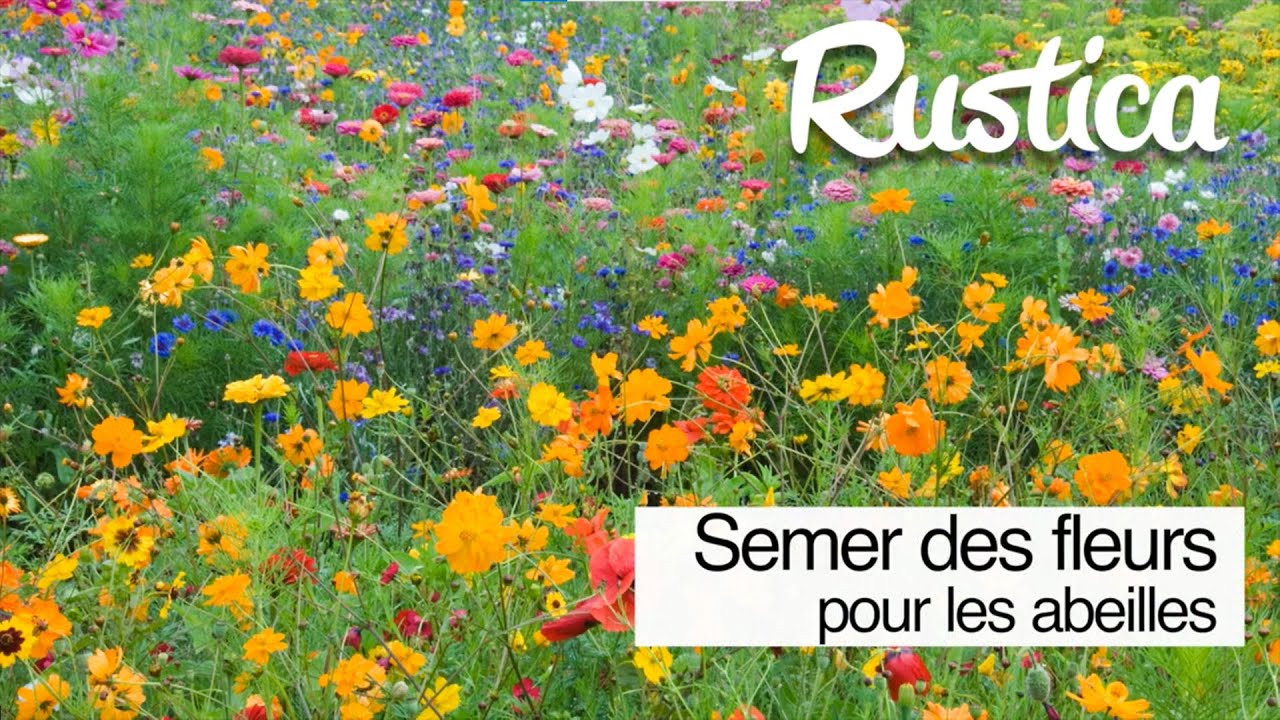 Semer des fleurs pour les abeilles