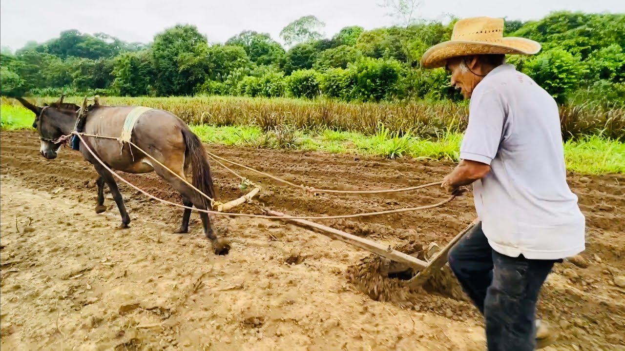 Tiene 80 Años Y Así Trabaja La Tierra Con Su Mula #campesinos #agricultura #mexico
