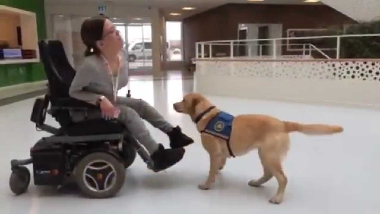 Servicehunde Til Handicappede