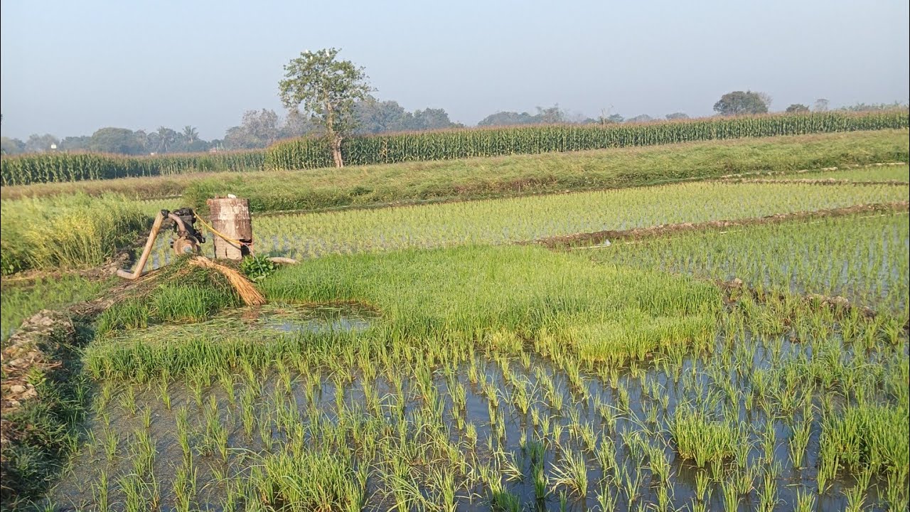 ধানের জমিতে জল দেবার কাজে গিয়েছিলাম 