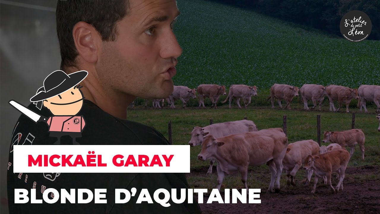 Mickaël Garay | Éleveur de blondes d'aquitaine