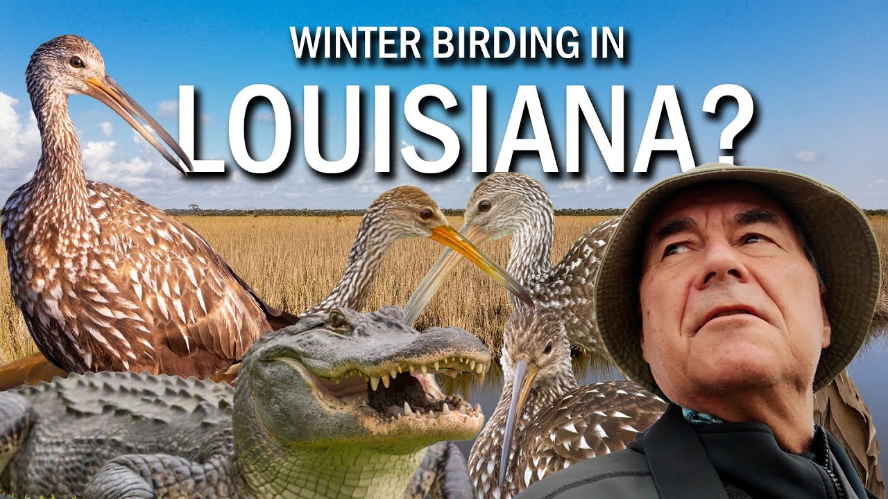 Three AWESOME Places To Bird Louisiana in Winter.