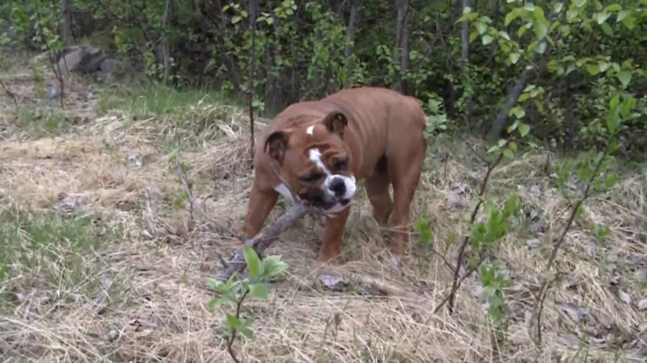English Bulldogs from Arcticbulldog.com at 68 degrees North-Norway