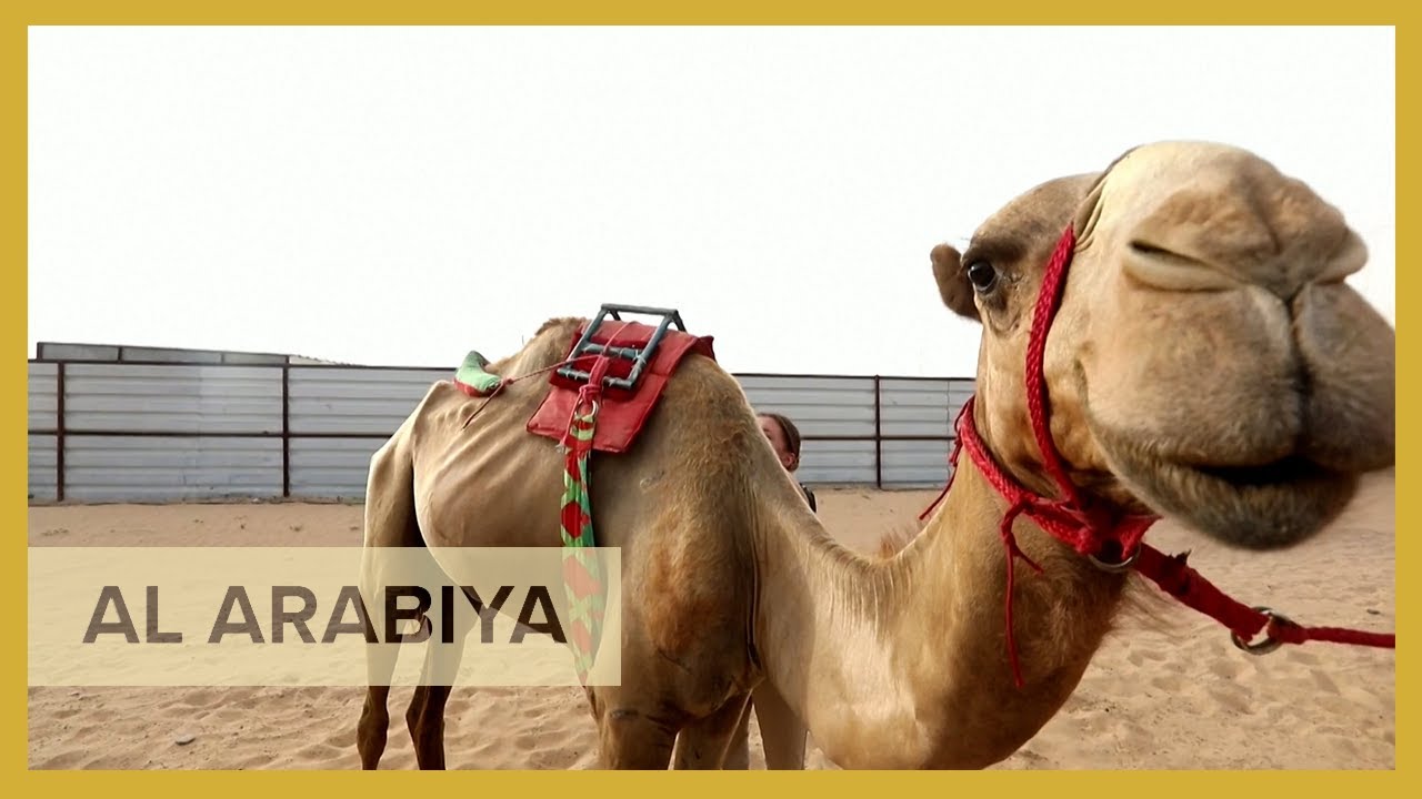 Learn to ride a camel at this Dubai school