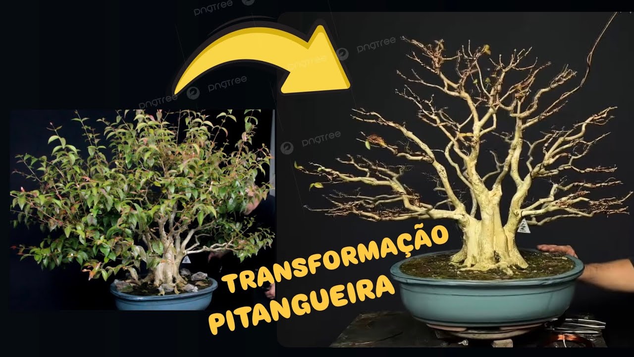 NINGUÉM IMAGINAVA QUE UMA PITANGA PODIA VIRAR ISSO — RESULTADO ABSURDO!