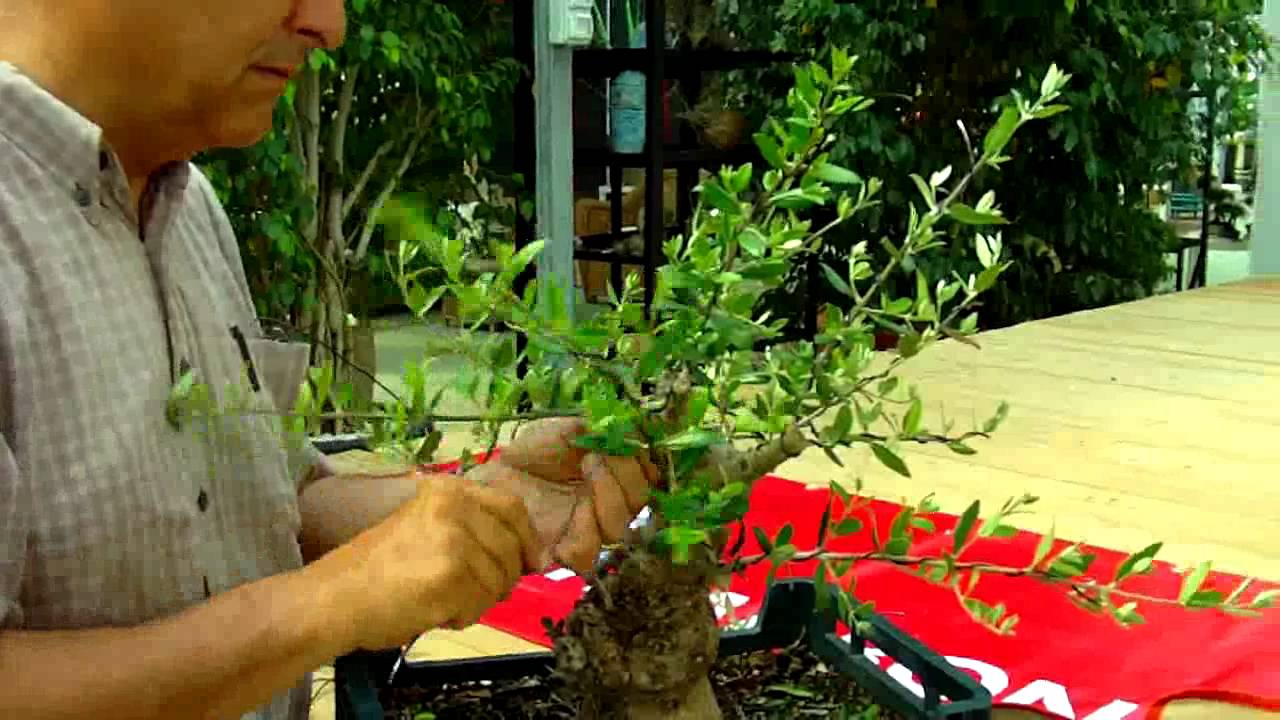 Mistral Bonsai - Alambrado Prebonsái Olea (2)