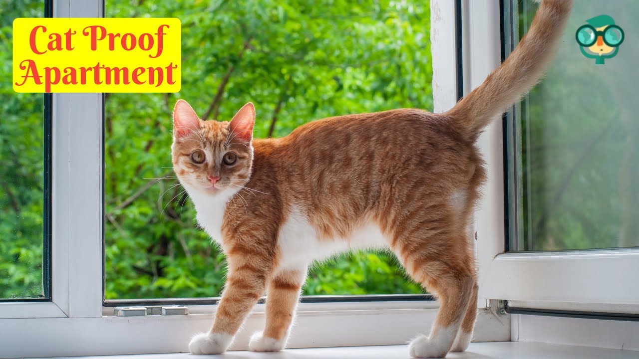 How to Cat Proof an Apartment? How to Cat Proof Your House? How to Cat Proof Your Apartment?