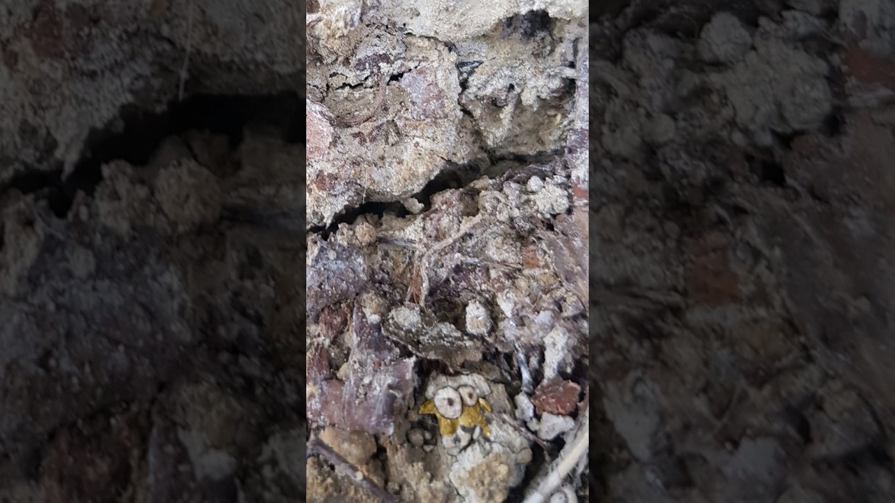 Surprised face of a lion on the shape of the soil!🤯#lion