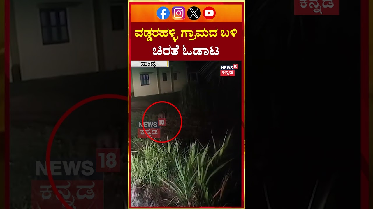 #shorts Mandya Leopard Sighting | ಕಬ್ಬಿನ ಗದ್ದೆಗಳೇ ಚಿರತೆಗಳ ವಾಸಸ್ಥಾನ! | N18S
