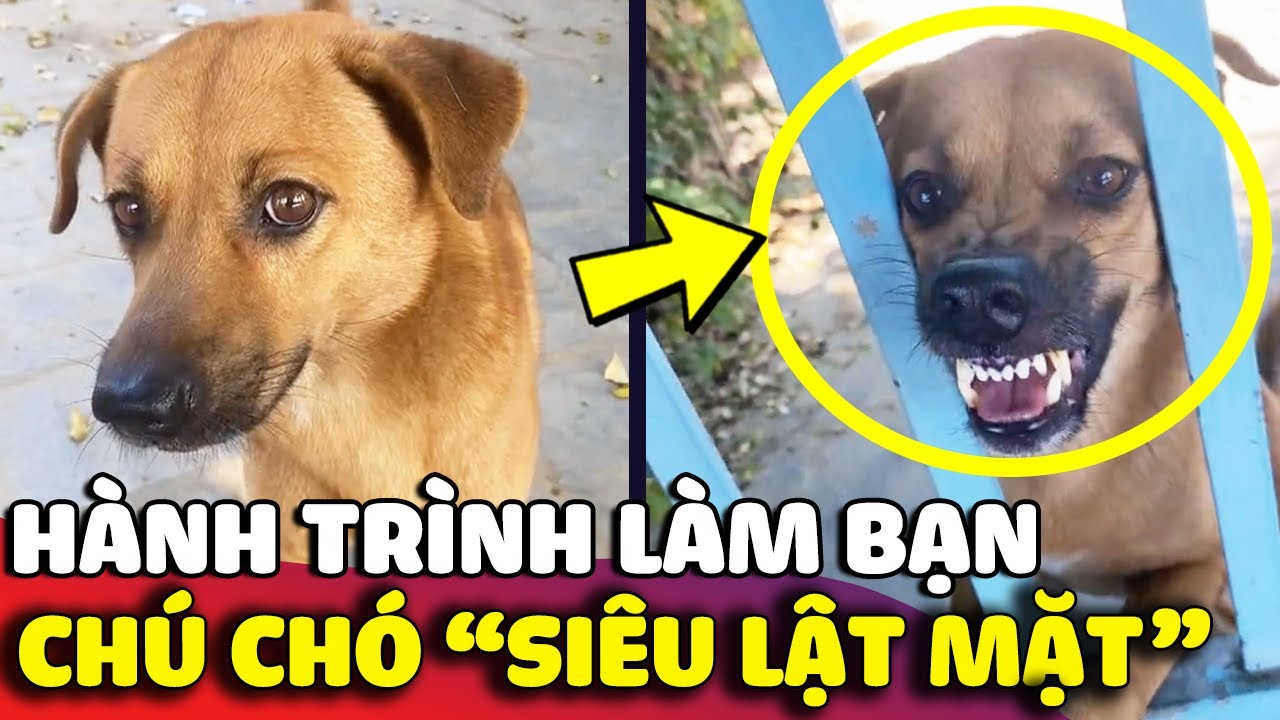 Hành trình LÀM BẠN của cô gái với chú chó 'SIÊU LẬT MẶT' dữ nhất xóm 😅 | Gâu Đần