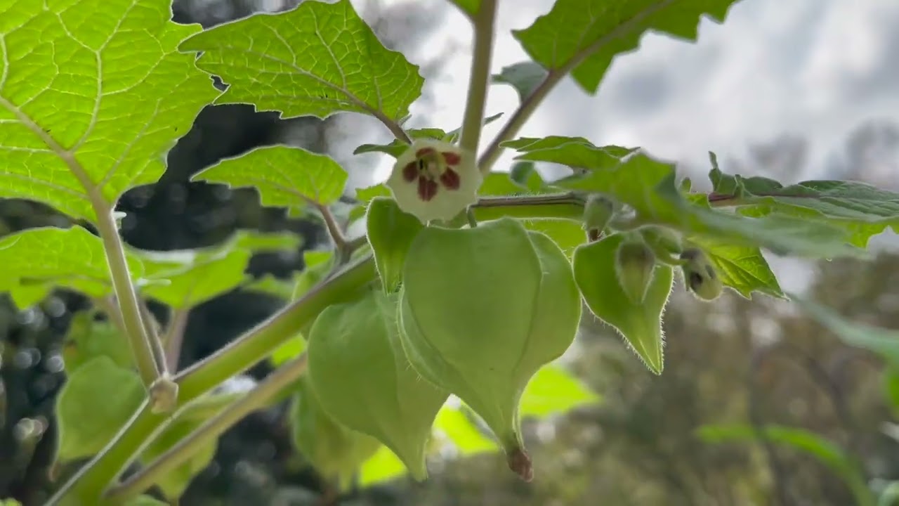 Aunt Mollies ground cherry