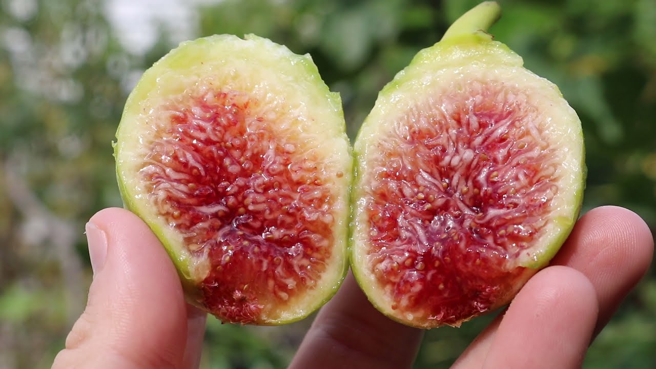 Paradiso (Baud) Fig - One of the Best Tasting PERIOD