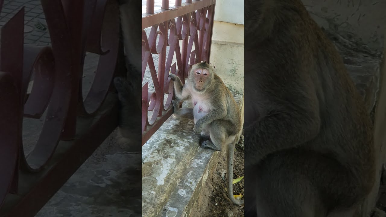 Comedy monkey,funny public monkey , feeeding poor public monkey