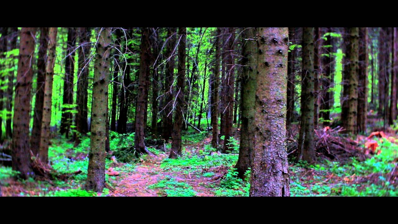 The Daguerreotype Achromat 2.9/64 Art Lens - Forest